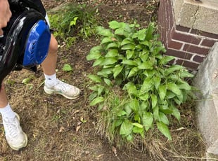 Weeding by William Sidzyik for Tammy G. in Bellevue, NE