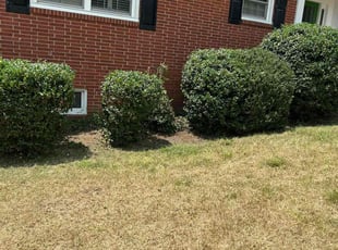 Bush Trimming by Manuel Soriano for Dawn B. in High Point, NC