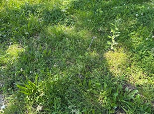 Cleanups by Jordan Rucker for Dave M. in Maineville, OH