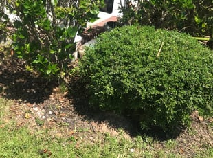 Bush Trimming by Detric Lampkin for Anthony W. in Goose Creek, SC