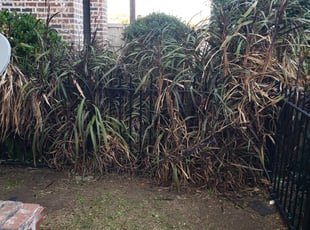 Bush Trimming by Herbert Bell for Loraine M. in New Orleans, LA
