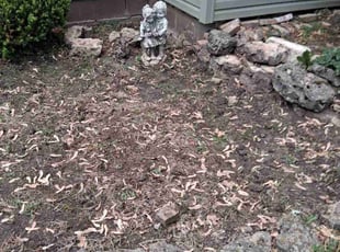 Weeding by Jennifer Owens for Dawn S. in Beloit, WI