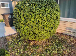 Ken H.'s Bush Trimming service result