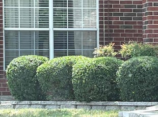 Cleanups by Alex Padron for Emily A. in Corinth, TX