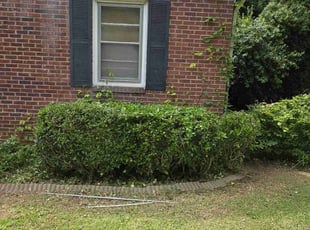 Bush Trimming by Kyle Bryant for Kathy C. in Greenville, SC