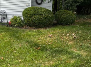 Bush Trimming by Matt Krysa for Nancy D. in Franklin Park, PA
