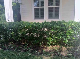 Danae S.'s Bush Trimming service result