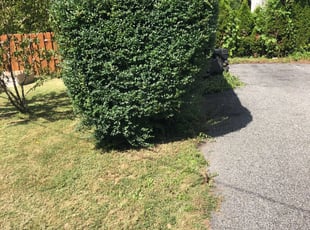 Bush Trimming by DeHaven Pollard for John D. in Drexel Hill, PA