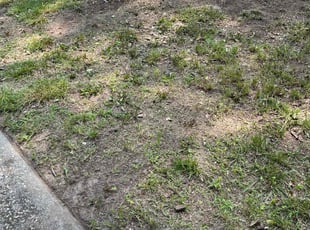 Leaf Removal by Gary Black for Shannon M. in Waldorf, MD