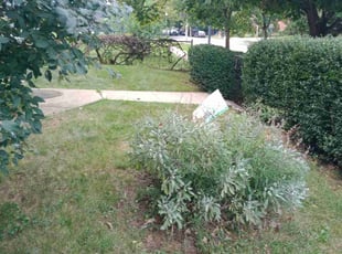 Bush Trimming by Robert Pittman for Sabra W. in Columbus, OH