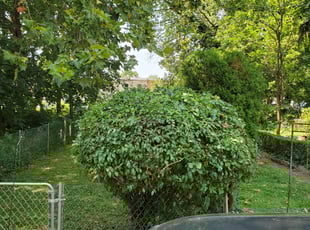 Bush Trimming by Marvin Simmons for Crystal J. in Philadelphia, PA