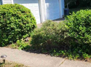 Bush Trimming by Joshua Nunez for Aaliyah T. in Agawam, MA