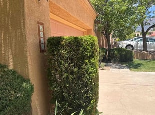 Bush Trimming by Manuel Lucero for Lisa M. in Albuquerque, NM
