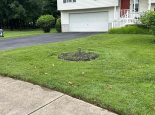 Shalonda C.'s Grass Cutting service result
