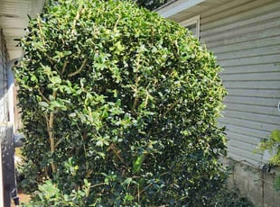 Bush Trimming by Erik Petersen for Nick S. in Pensacola, FL