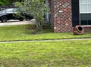 Bush Trimming by Braxton White for Christie B. in Denham Springs, LA