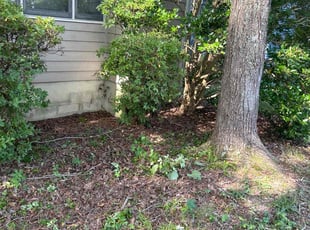 Bush Trimming by Keith Dillard for Yonnie N. in Midlothian, VA