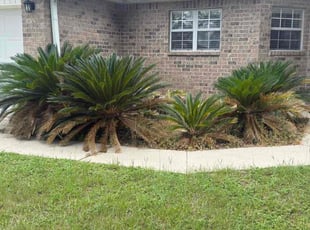 Bush Trimming by Donecia Cook for Marilyn D. in Milton, FL