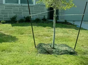 Weeding by Gregory Carter for David M. in Austin, TX