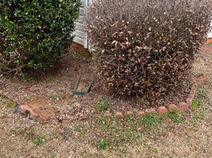 Bush Trimming by Jamaul Cheddie for Takenya H. in McDonough, GA