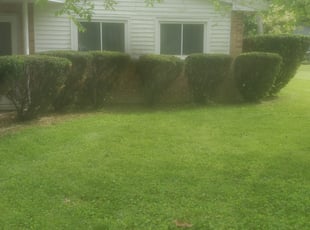 Bush Trimming by Stephen Sheldon for Maria B. in Cincinnati, OH