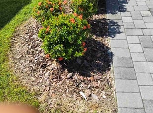 Weeding by Robert Dixon for Jamie S. in Kissimmee, FL