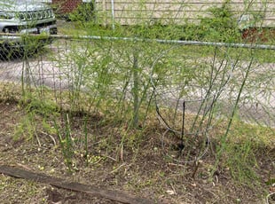 Weeding by Derrick Brown for Charles S. in Newport News, VA