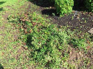 Bush Trimming by Jason George for Subhadra G. in Fort Worth, TX