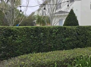 Bush Trimming by Jah Gage for Felicia C. in Orlando, FL