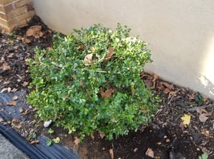 Bush Trimming by Amanda Reyes for Lori P. in Allentown, PA