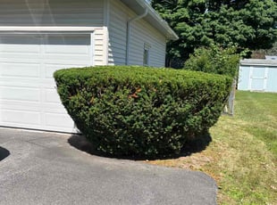 Bush Trimming by David Bowen for Meg R. in Syracuse, NY