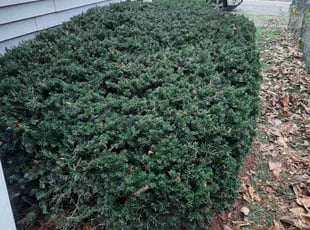 Bush Trimming by Robert Pace for Michael H. in Indianapolis, IN