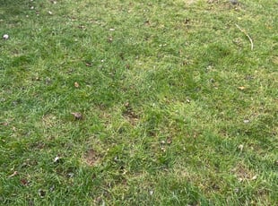 Leaf Removal by Ashley Hopkins for lance Z. in Sterling, VA