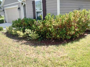 Bush Trimming by Yon Helton for Charles R. in St. Augustine, FL