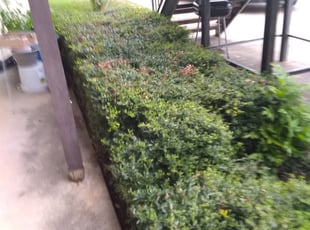 Bush Trimming by Gralin Johnson for 3220Walton Ave Fort worth, TX 76133 B. in Fort worth, Tx