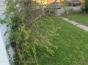 Bush Trimming by Tony Searcy for Notkia B. in Milwaukee, WI