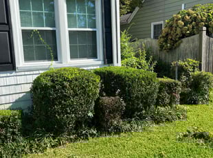 Bush Trimming by Valera Swearngin for Greg H. in Norfolk, VA