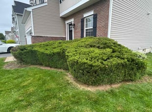 Bush Trimming by Shaun Wojcichowsky for Dakota W. in Marysville, OH