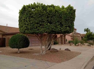 Cleanups by Antonio Sanchez for Jessica G. in Mesa, AZ
