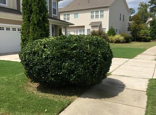 Mulching by Brandon Brewer for Rahil M. in Concord, NC