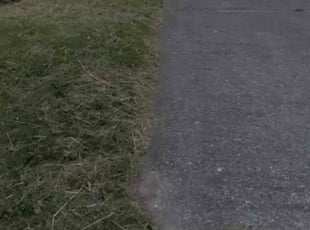 Ashlyn C.'s Lawn Maintenance service result