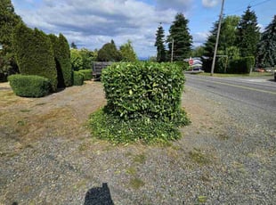 Bush Trimming by Nicholas Cortes for Mike G. in Tukwila, WA