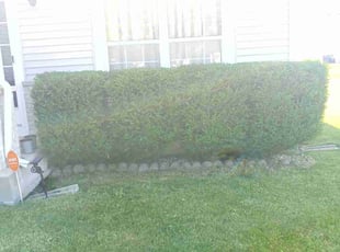 Marshall D.'s Grass Cutting service result