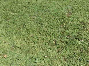 Leroy L.'s Lawn Mowing Service service result