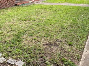 Leaf Removal by David Wilson for Aleah F. in Norfolk, VA
