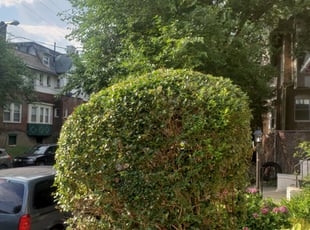 Bush Trimming by Curtis Woods for Paulette S. in Philadelphia, PA