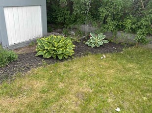 Weeding by Troy Carroll for Patricia R. in Albany, NY