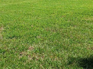 Mary P.'s Lawn Mowing Service service result