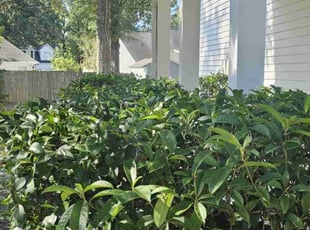 Bush Trimming by Joseph Durgin for Tim H. in North Charleston, SC