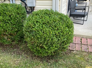 Bush Trimming by Ines Pereira for Justin M. in Dumfries, VA